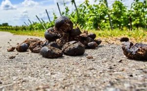 Pourquoi rêver d'excréments ?