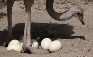 Pourquoi rêver d'oeuf d'autruche ?