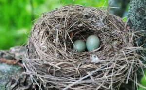 Pourquoi rêver d'oeufs dans un nid ?