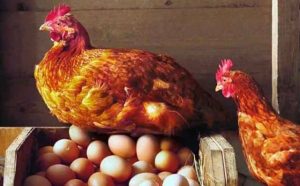 Pourquoi rêver d'oeufs de poule ?