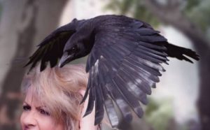 Pourquoi rêver d'oiseau qui attaque ?