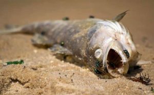 Pourquoi rêver d'aquarium avec des poissons morts ?