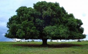 Pourquoi rêver d'un arbre feuillu ?