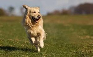 Pourquoi rêver d'un chien qui court ?