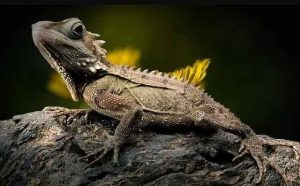 Pourquoi rêver d'un énorme lézard ?