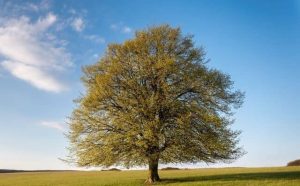 Pourquoi rêver d'un grand arbre ?
