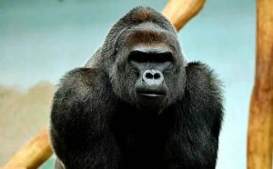 Pourquoi rêver d'un gros gorille ?