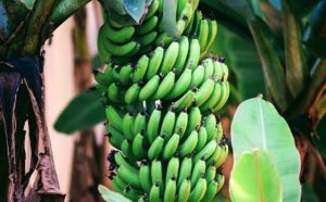 Pourquoi rêver d'un gros régime de banane ?