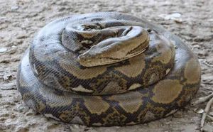 Pourquoi rêver de gros serpent pendant la grossesse ?