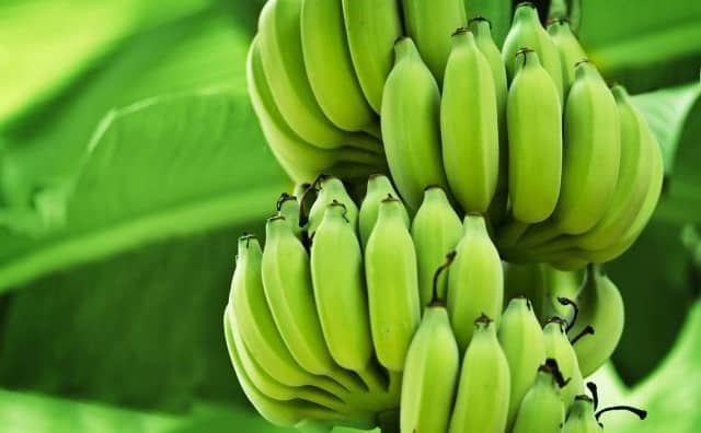 Pourquoi rêver d'un régime de bananes vertes ?