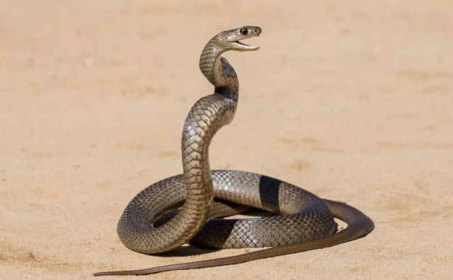 Rêver d’un serpent avec un nœud