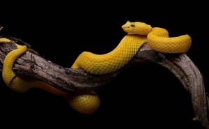 Pourquoi rêver d'un serpent dans un arbre ?