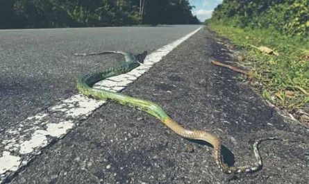 Pourquoi rêver d'un serpent sur la route ?