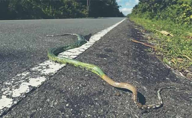 Rêver d’un serpent sur la route