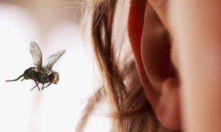 Pourquoi rêver d'une mouche dans l'oreille ?