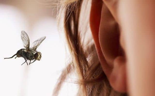 Rêver d’une mouche dans votre oreille