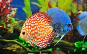 Pourquoi rêver de beaux et gros poissons ?