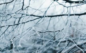 Pourquoi rêver de branches d'arbre sèches ?