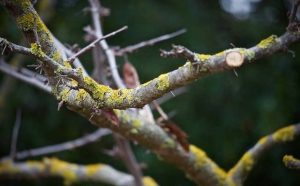 Pourquoi rêver de branches d'arbres qui tombent ?