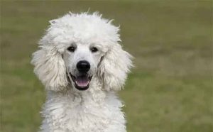 Pourquoi rêver de caniche blanc ?