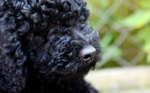 Pourquoi rêver de caniche noir ?