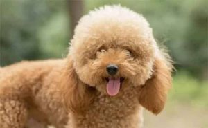 Pourquoi rêver de caniche ?