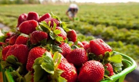 Pourquoi rêver de champ de fraises ?