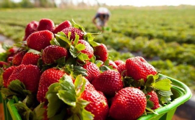 Rêver de champ de fraises