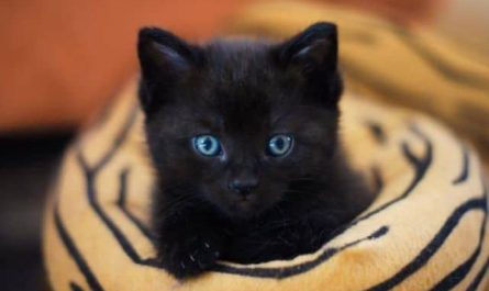 Pourquoi rêver de chaton noir ?