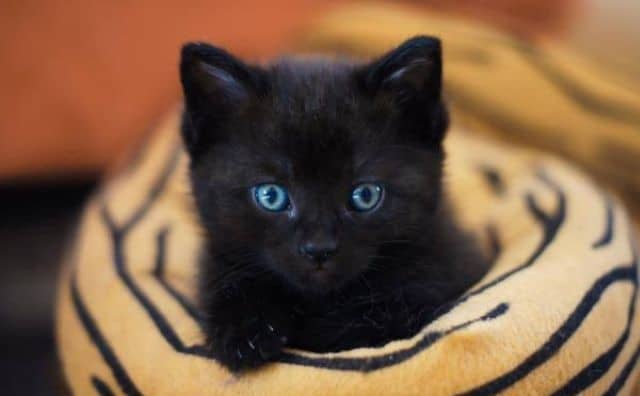 Rêver d’un chaton noir