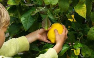 Pourquoi rêver de cueillir des citrons ?