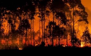 Pourquoi rêver de feu de forêt ?