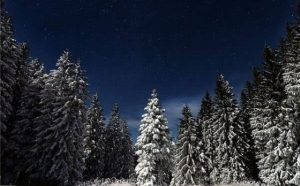 Pourquoi rêver d'une forêt de pins ?