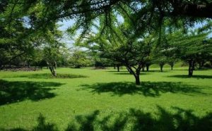 Pourquoi rêver de gazon en Islam ?