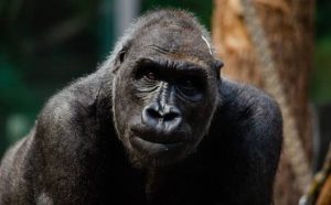 Pourquoi rêver de gorille noir ?