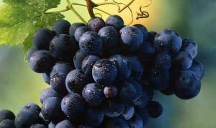 Pourquoi rêver de grappe de raisins noirs ?