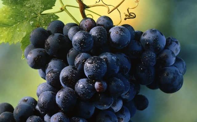 Rêver d’une grappe de raisins noirs