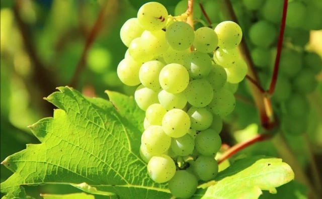 Pourquoi rêver de grappe de raisins verts ?