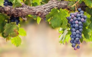 Pourquoi rêver de grappe de raisins ?