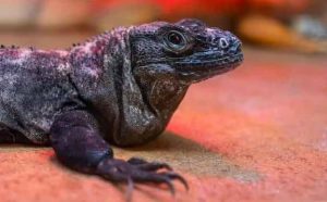 Pourquoi rêver de gros lézard noir ?