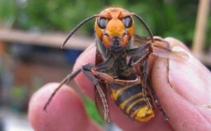 Pourquoi rêver de guêpe dans les cheveux ?