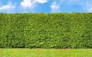 Pourquoi rêver de haie ?