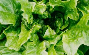 Pourquoi rêver de laitue ?
