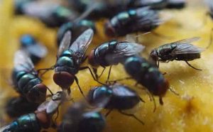 Pourquoi rêver de millier de mouches ?