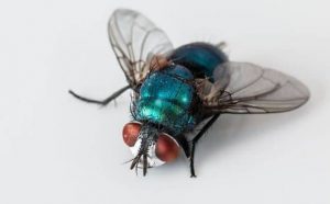 Pourquoi rêver de mouche bleue ?