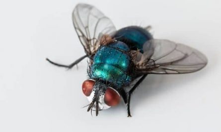Pourquoi rêver de mouche bleue ?