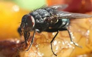 Pourquoi rêver de mouche dans la nourriture ?