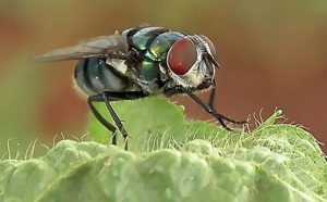 Pourquoi rêver de mouche en islam ?