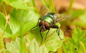 Pourquoi rêver de mouche verte ?