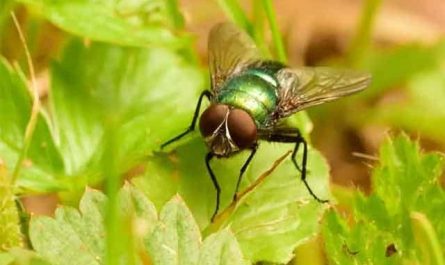 Pourquoi rêver de mouche verte ?